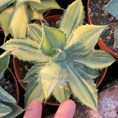 RareSucculent Plant Agave potatorum 'Kisshou-kan-nishiki' Garden 10CM