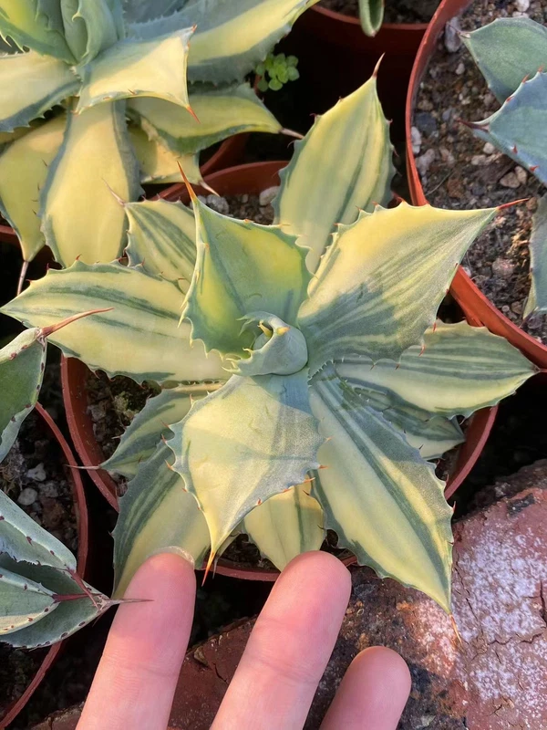 RareSucculent Plant Agave potatorum 'Kisshou-kan-nishiki' Garden 10CM