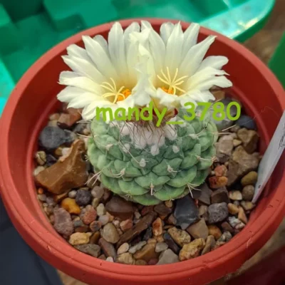 2PCS 2CM Strombocactus Disciformis Cactaceae Succulent Cactus Plants