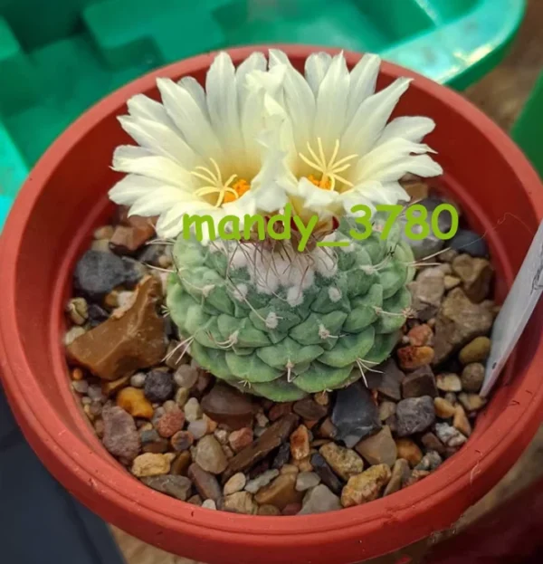 2PCS 2CM Strombocactus Disciformis Cactaceae Succulent Cactus Plants