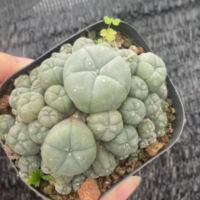 Succulent Cactus Plant home potted Garden decoration beautiful Cactus 6cm