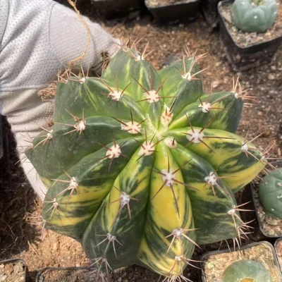 Melocactus Variegated Succulent plants Garden decoration seedgrowth WYSIWYG