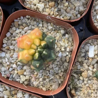 Raresucculents cactus plants Gymnocalycium Mihanovich monstrose Variegated 2-3CM