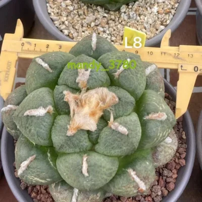 Ariocarpus cactus succulent plant seedgrowth Nografting WYSIWYG