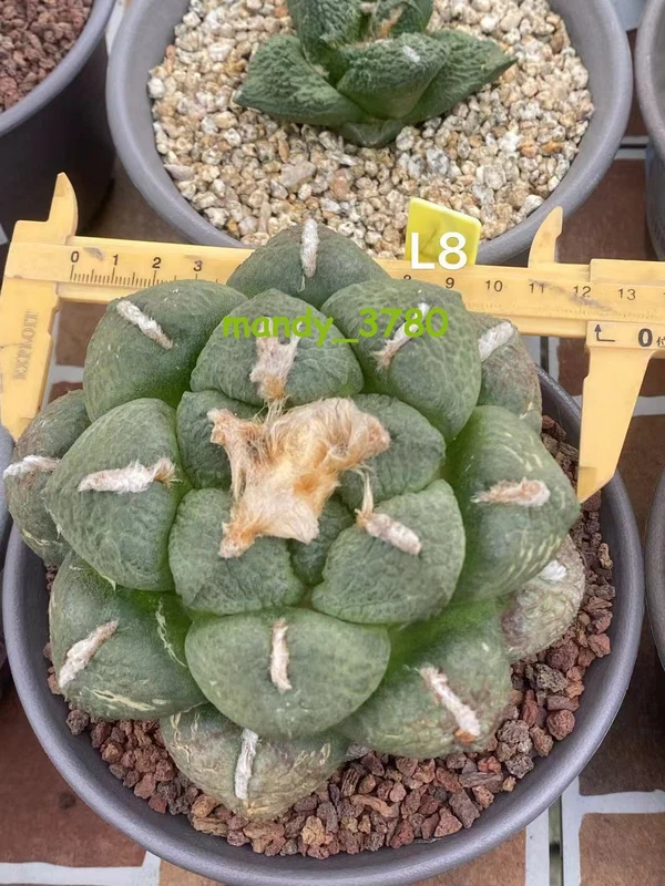 Ariocarpus cactus succulent plant seedgrowth Nografting WYSIWYG