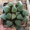 2PCS Haworthia Ice Lake RareSucculent Plant Boutique Garden