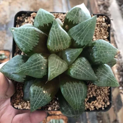2PCS Haworthia Ice Lake RareSucculent Plant Boutique Garden