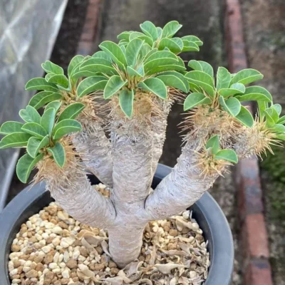 RareSucculent cactus plant Euphorbia guillauminiana Garden seedgrowth WYSIWYG