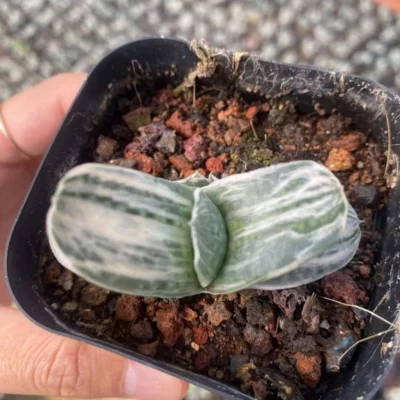 2PCS succulent haworthia gasteria Sakura Fuji variegated exotic plants 4-7CM