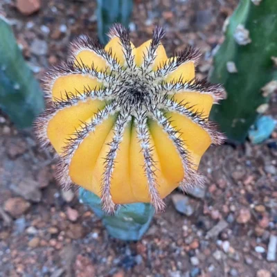 RareSucculents Uebelmannia variegated Garden decoration Plants cactus 5-7CM