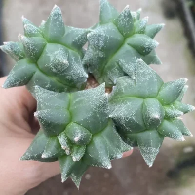 10.2CM Multiple heads Astrophytum myriostygma 'Kikko' SeedGrown Plants WYSIWYG
