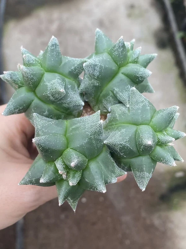 10.2CM Multiple heads Astrophytum myriostygma 'Kikko' SeedGrown Plants WYSIWYG