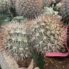 Rarecactus Succulent plants Pyrrhocactus bulbocalyx Garden plants WYSIWYG