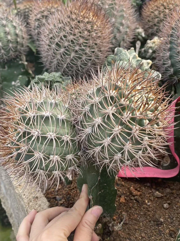 Rarecactus Succulent plants Pyrrhocactus bulbocalyx Garden plants WYSIWYG