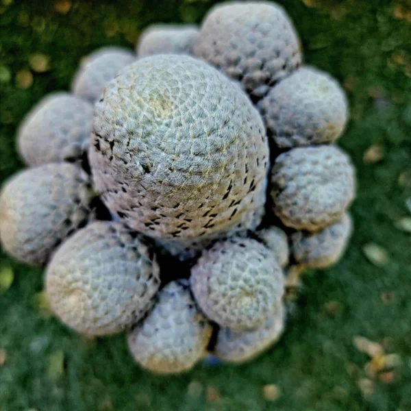 Euphorbia piscidermis - Fish Skin Euphorbia RareSucculent Garden Décor Boutique