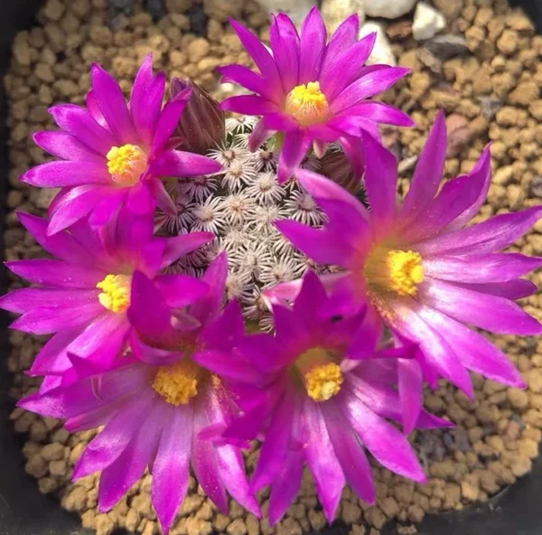 5PCS Mammillaria hernandezii cactus Cacti Succulent real plants 1.5CM