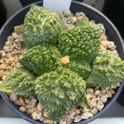 Ariocarpus 'Godzilla' SeedGrowth Raresuculents Garden Décor Boutique WYSIWYG223