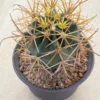Ferocactus chrysacanthus yellow spines ownroot Garden Décor Boutique WYSIWYG