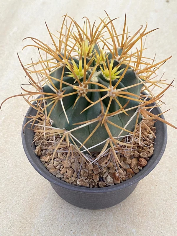 Ferocactus chrysacanthus yellow spines ownroot Garden Décor Boutique WYSIWYG