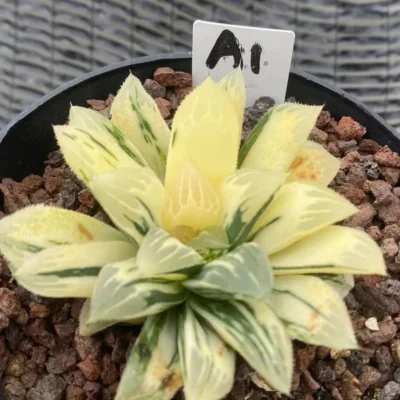 Haworthia Obtusa Hybrid varigated Succulent plants potted Plants WYSIYWG