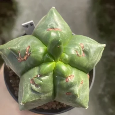 Astrophytum myriostygma 'Kikko' SeedGrowth succulents cactus plants WYSIWYG#33