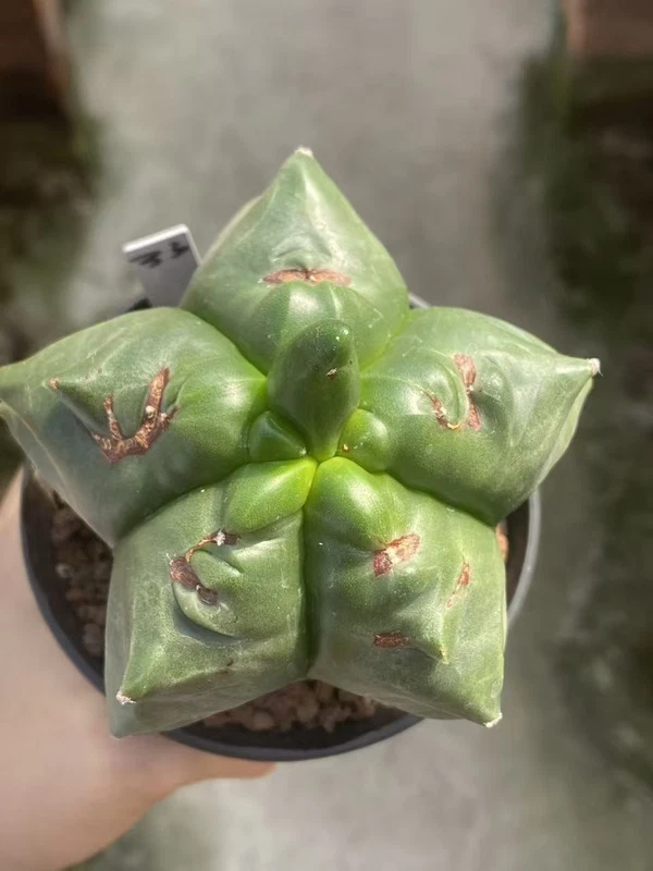 Astrophytum myriostygma 'Kikko' SeedGrowth succulents cactus plants WYSIWYG#33