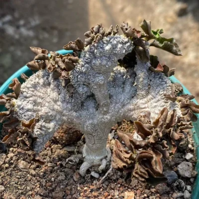 Multi-Head Euphorbia decaryi cristata Succulent Cactus Plant 6-7CM