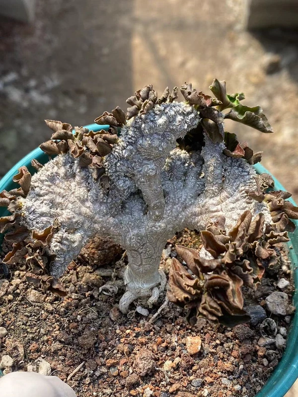 Multi-Head Euphorbia decaryi cristata Succulent Cactus Plant 6-7CM