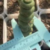 RareSucculent Plant Eulychnia castanea fa. varispiralis Boutique Garden