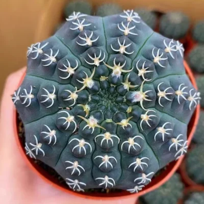 3PCS 3-4cm Cactus Plants Gymnocalycium quehlianum Beautiful Cactus