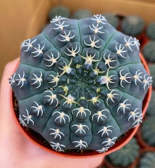 3PCS 3-4cm Cactus Plants Gymnocalycium quehlianum Beautiful Cactus