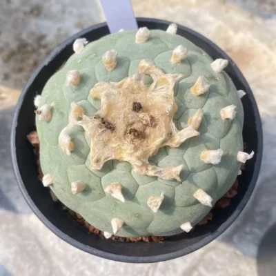 LF cactus Ariocarpus 'Godzilla' SeedGrown suculents cactus plant WYSIWYG K10