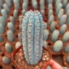 2PCS Cactus Platns Cipocereus Bradei Beautiful RareGarden Cactus 8-12CM