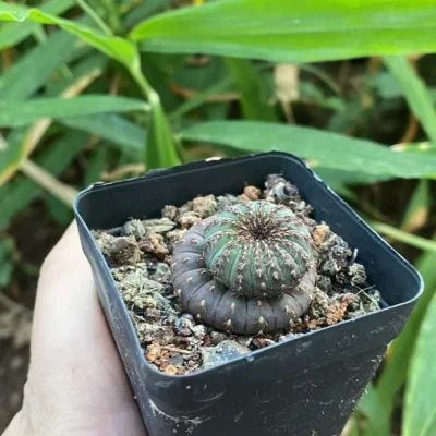 Frailea Castanea Cactaceae Succulent Cactus Plant WYSIWYG seedgrowth