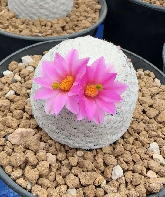 3cm Mammillaria herrerae RareSucculent Cactus Plant Cactaceae Garden Décor