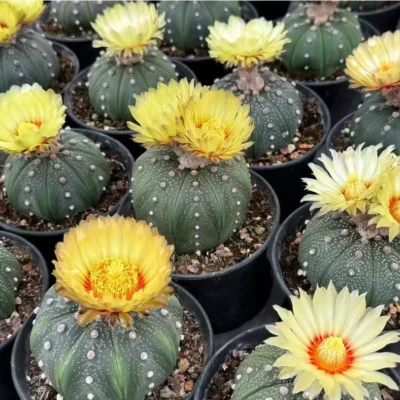 5PCS 5CM Astrophytum Asterias RareSucculent Cactus Plant