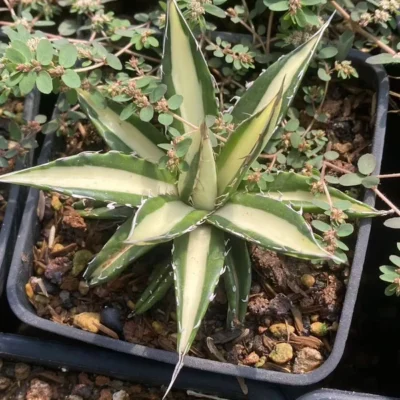RareSucculent Plant Agave Horrida Variegate white WYSIWYG