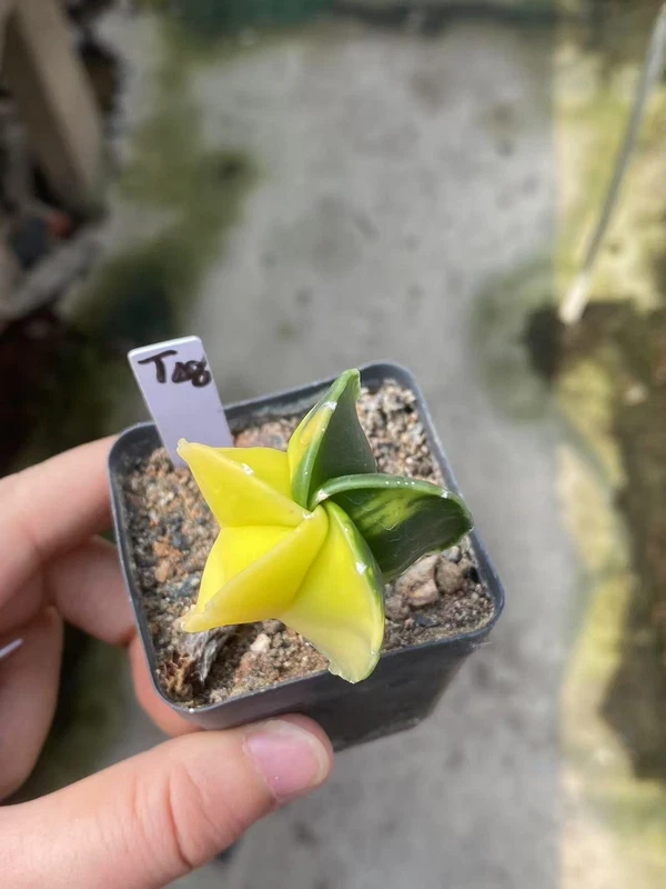 Astrophytum myriostygma variegated Seedgrown WYSIWYG T48