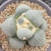 RareSucculent Plant Ariocarpus retusus var. furfuraceus seedgrowth WYSIWYG 013