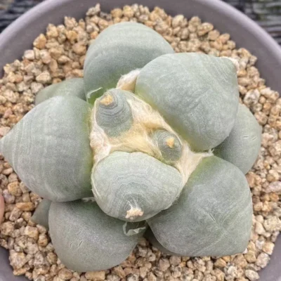 RareSucculent Plant Ariocarpus retusus var. furfuraceus seedgrowth WYSIWYG 013