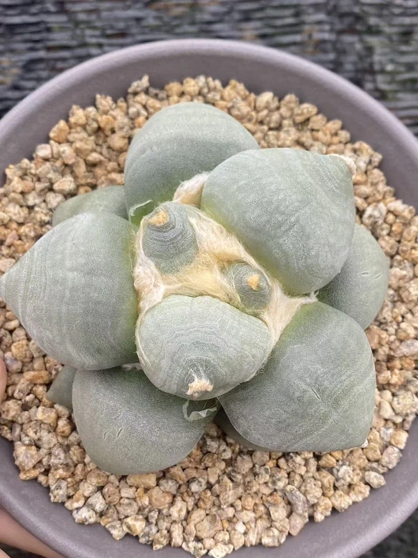 RareSucculent Plant Ariocarpus retusus var. furfuraceus seedgrowth WYSIWYG 013