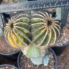 Uebelmannia variegated Multi Heads Garden decoration Plants cactus WYSIWYG