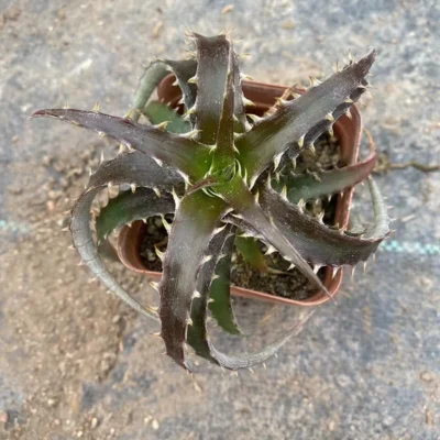 Dyckia marnier lapostollei Raresucculent plant cacti