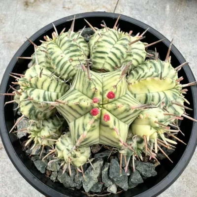 RareSucculent Plant Euphorbia Meloformis Variegated Garden Décor Boutique