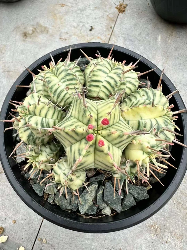 RareSucculent Plant Euphorbia Meloformis Variegated Garden Décor Boutique