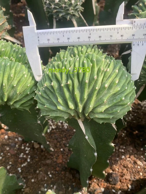Ferocactus glaucescens inermis spineless cristata RareSucculent Plant