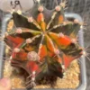 Gymnocalycium mihanovichii variegated Beautiful Cactus seedgrowth WYSIWYG