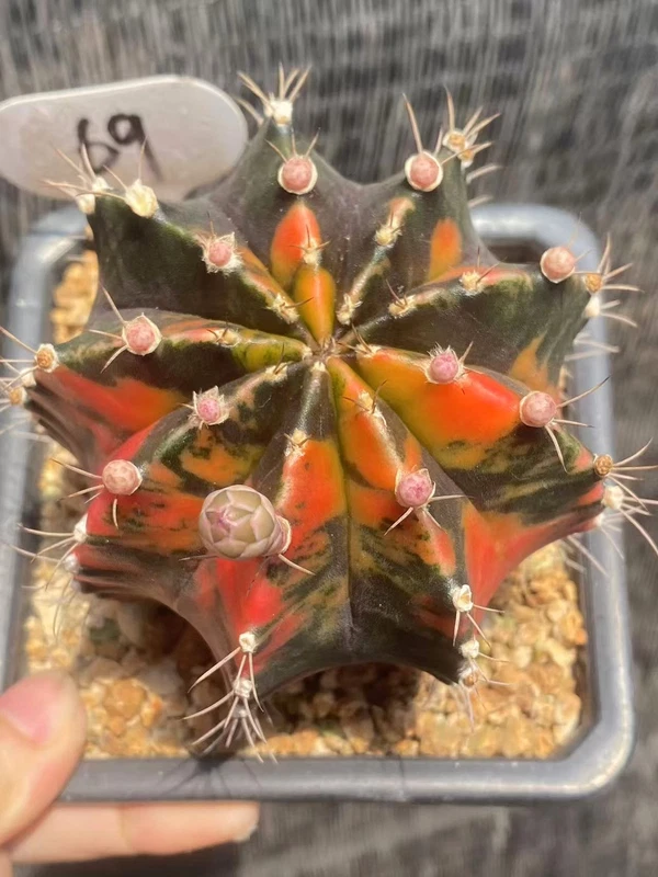Gymnocalycium mihanovichii variegated Beautiful Cactus seedgrowth WYSIWYG