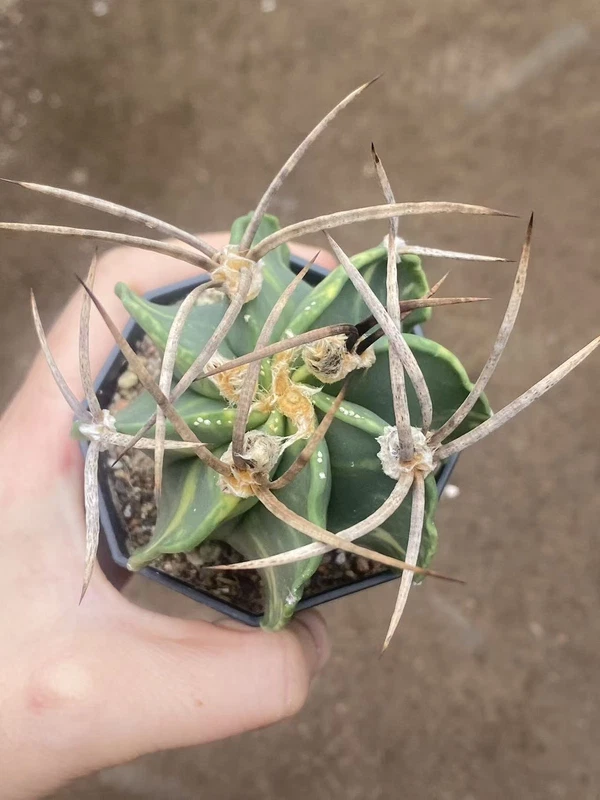Astrophytum Capricorne Buffalo Suigyu variegated succulent seedgrowth WYSIWYG 11