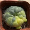 LF cactus Succulent Plant Variegated WYSIWYG 10.17-2